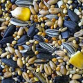 Bird Seeds