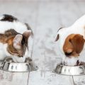 Dog And Cat Food