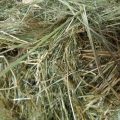 Hay