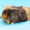 Long Hair Guinea Pig