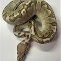 Bamboo Pastel Male Hatchling Ball Python