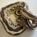Fire Leopard Phantom Ball Python hatchling Female