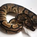 Fire Ball Python Yearling Female